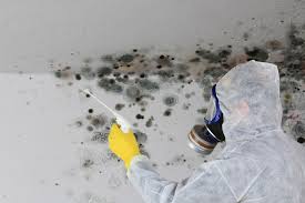 Best Crawl Space Mold Remediation  in Warroad, MN